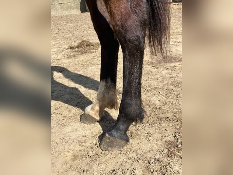 Zangersheide Klacz 2 lat 165 cm Gniada in Herenthout