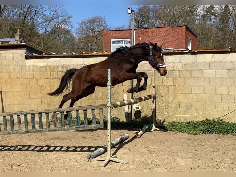 Zangersheide Klacz 2 lat 165 cm Gniada in Herenthout