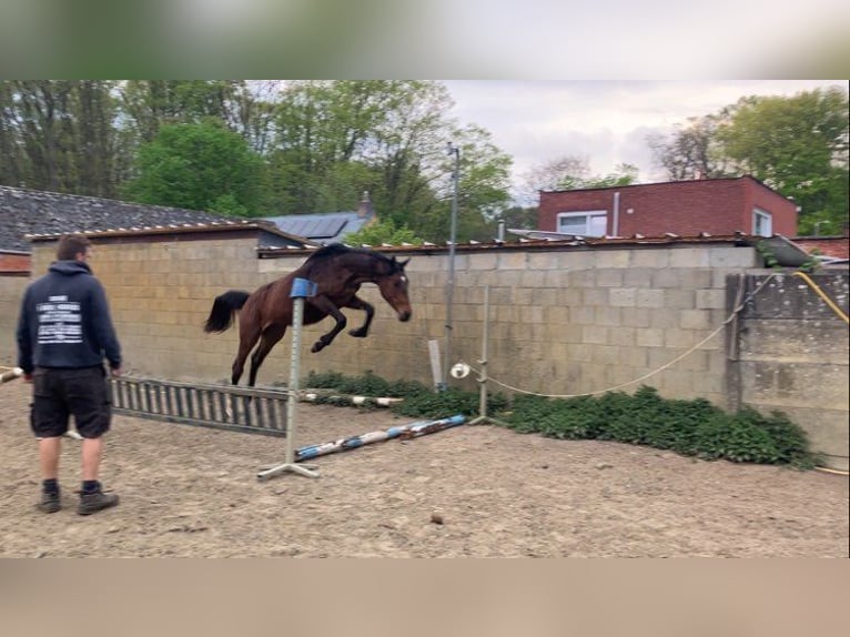 Zangersheide Klacz 2 lat 165 cm Gniada in Herenthout
