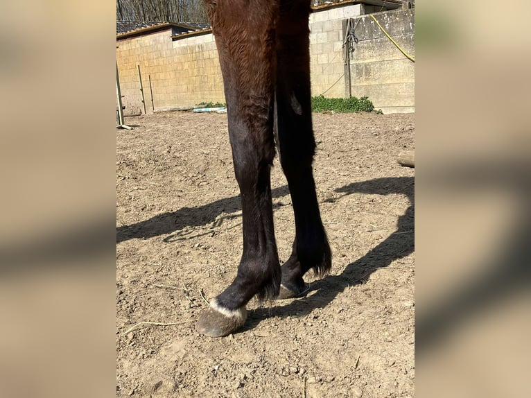 Zangersheide Klacz 2 lat 165 cm Gniada in Herenthout