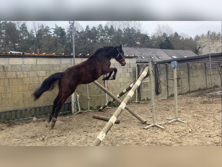 Zangersheide Klacz 2 lat 165 cm Gniada in Herenthout