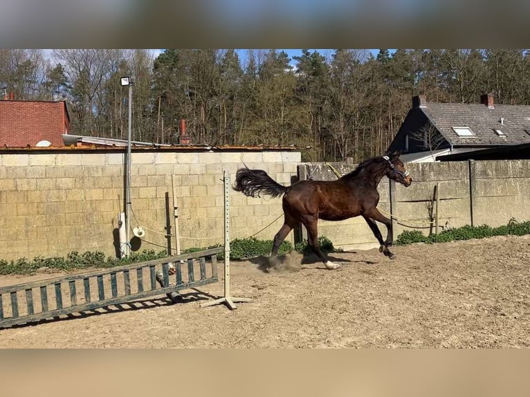 Zangersheide Klacz 2 lat 165 cm Gniada in Herenthout