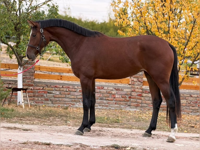 Zangersheide Klacz 2 lat 167 cm Ciemnogniada in Budapest