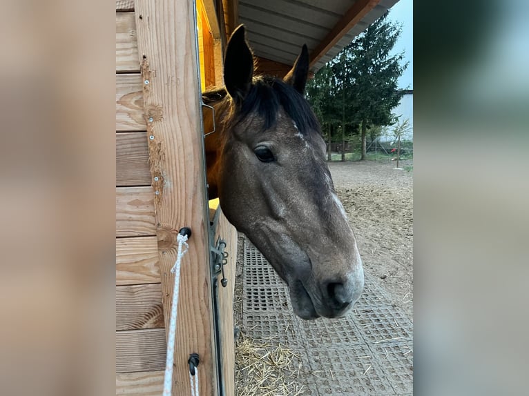 Zangersheide Klacz 2 lat 167 cm Jasnogniada in Swarzędz