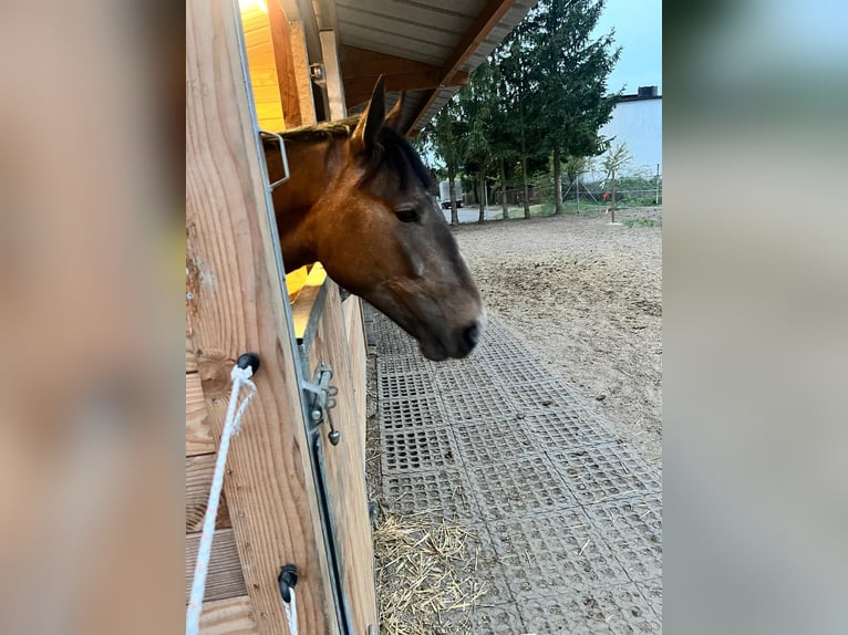 Zangersheide Klacz 2 lat 167 cm Jasnogniada in Swarzędz