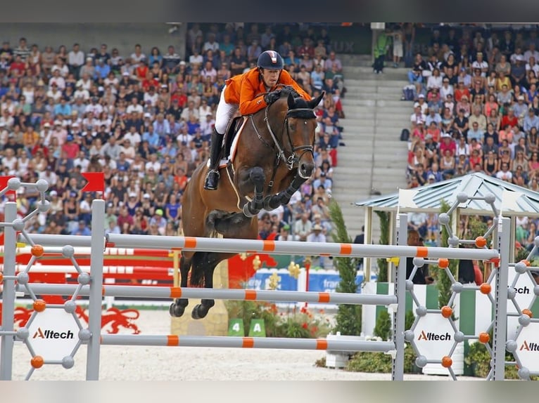 Zangersheide Klacz 2 lat 169 cm Gniada in Asten