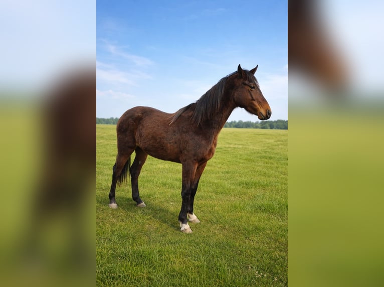 Zangersheide Klacz 2 lat 170 cm Gniada in Salm