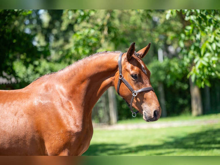 Zangersheide Klacz 3 lat 160 cm Gniada in GROTE-BROGEL