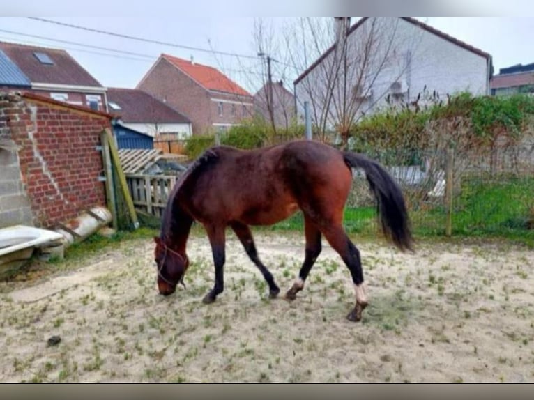 Zangersheide Klacz 3 lat 160 cm Gniada in Waanrode