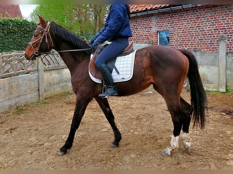 Zangersheide Klacz 3 lat 160 cm Gniada in Waanrode