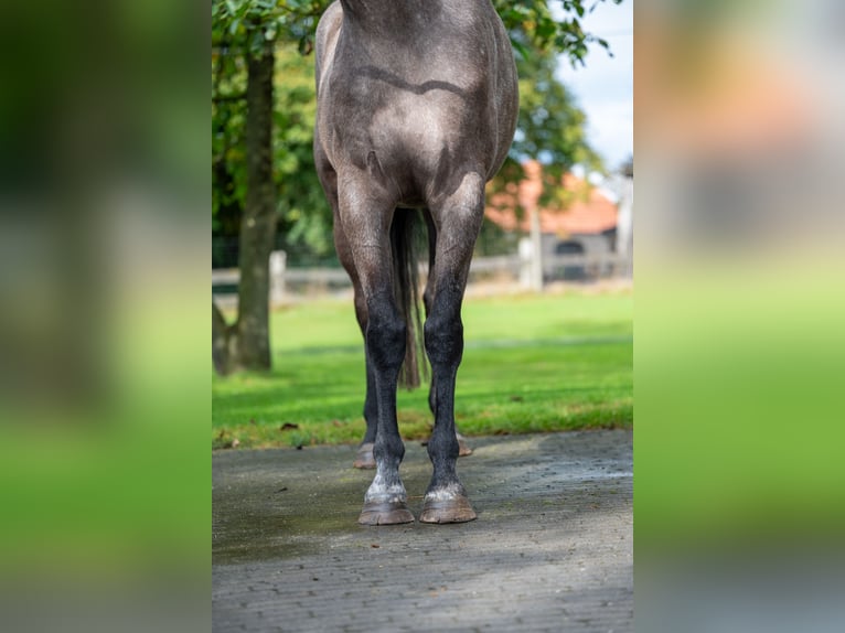 Zangersheide Klacz 3 lat 160 cm Siwa in GROTE-BROGEL