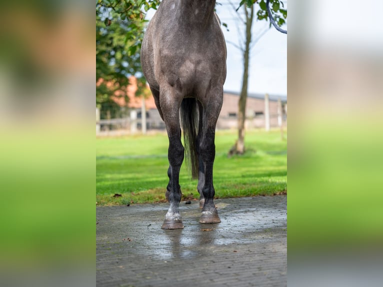 Zangersheide Klacz 3 lat 160 cm Siwa in GROTE-BROGEL