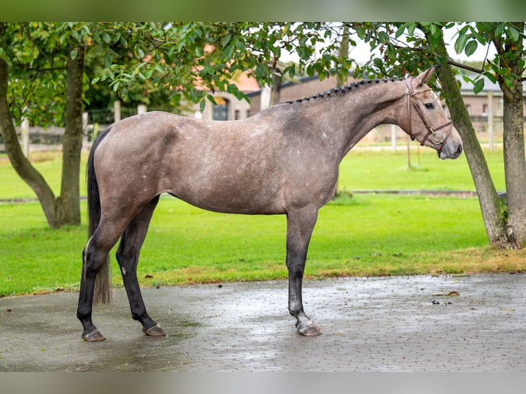 Zangersheide Klacz 3 lat 160 cm Siwa in GROTE-BROGEL