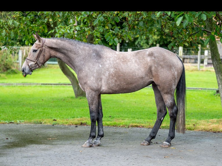 Zangersheide Klacz 3 lat 160 cm Siwa in GROTE-BROGEL