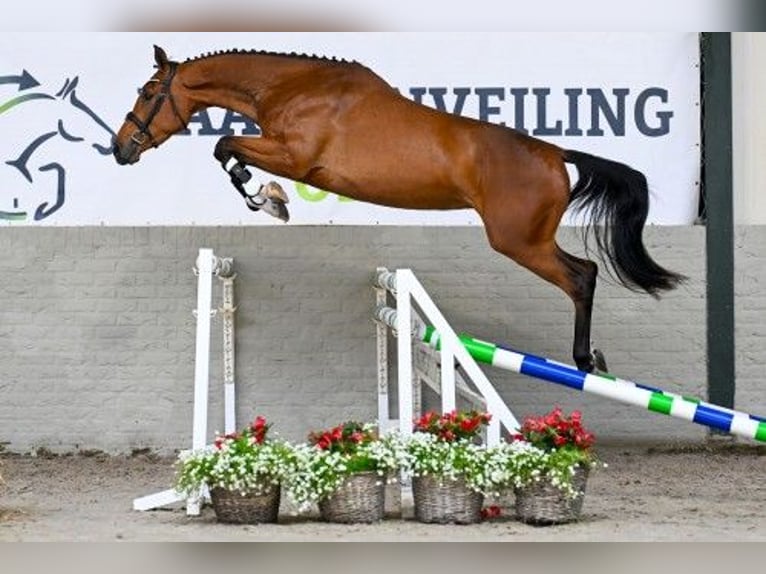 Zangersheide Klacz 3 lat 161 cm Gniada in Heerde