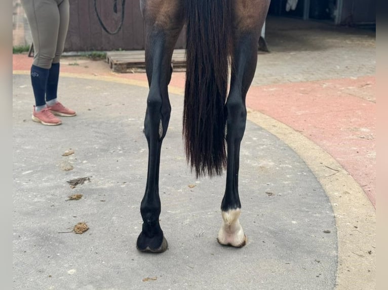 Zangersheide Klacz 3 lat 162 cm Gniada in PORTUGAL