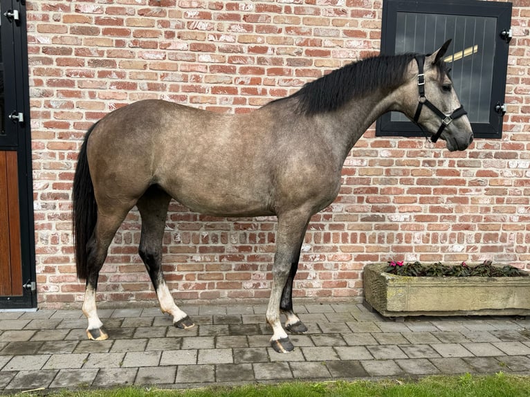 Zangersheide Klacz 3 lat 162 cm Siwa in Grote-Brogel