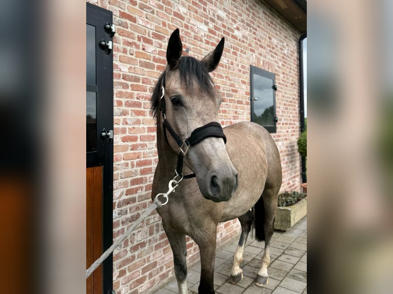 Zangersheide Klacz 3 lat 162 cm Siwa in Grote-Brogel