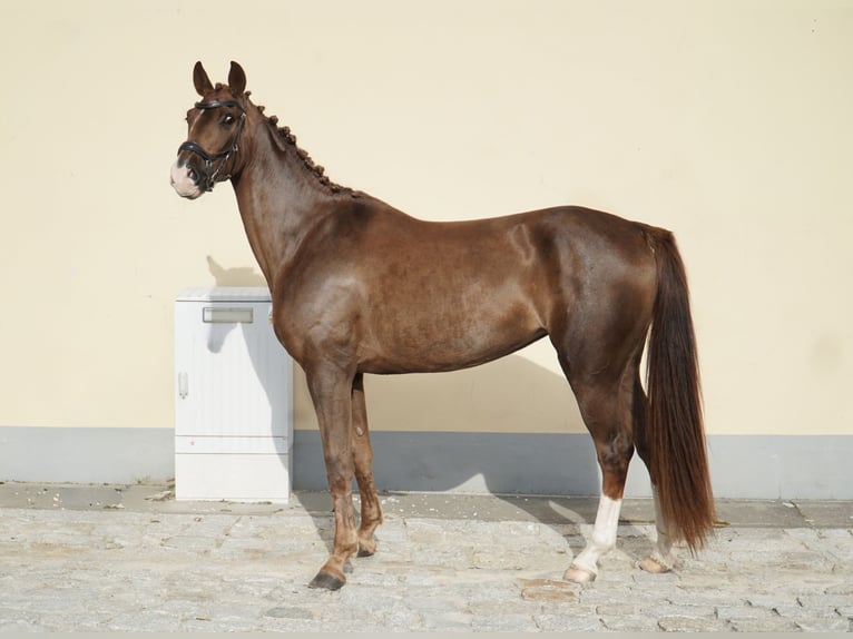 Zangersheide Klacz 3 lat 163 cm Ciemnokasztanowata in Tczew