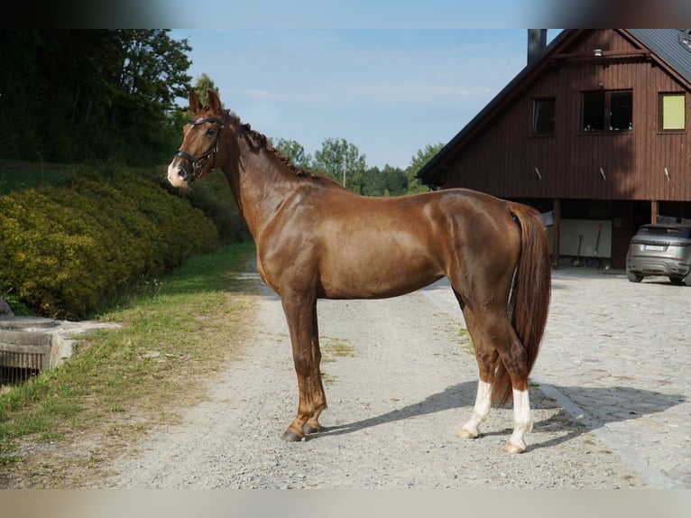 Zangersheide Klacz 3 lat 163 cm Ciemnokasztanowata in Tczew
