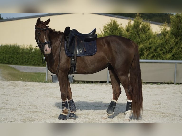 Zangersheide Klacz 3 lat 163 cm Ciemnokasztanowata in Tczew