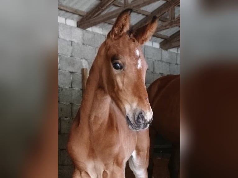Zangersheide Klacz 3 lat 163 cm Gniada in Schnega Schnega