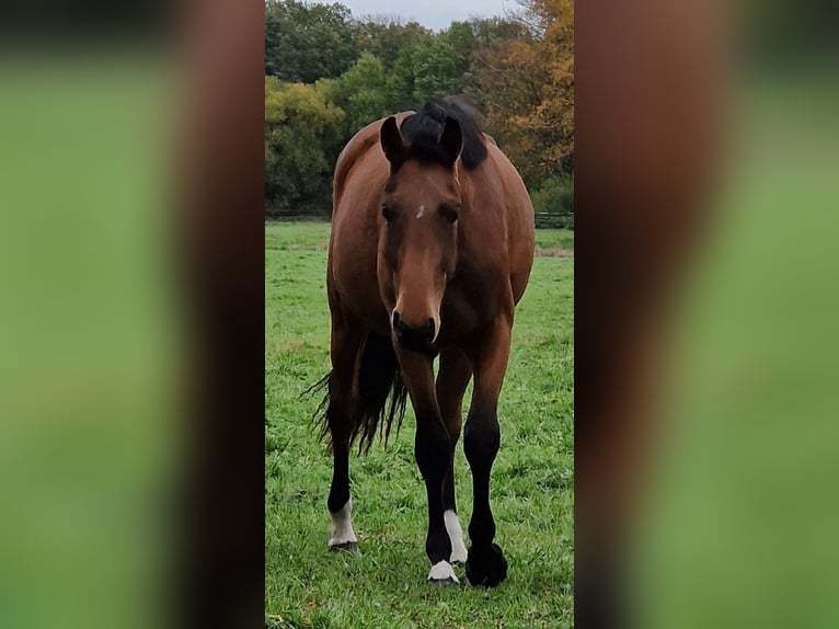 Zangersheide Klacz 3 lat 163 cm Gniada in Schnega Schnega