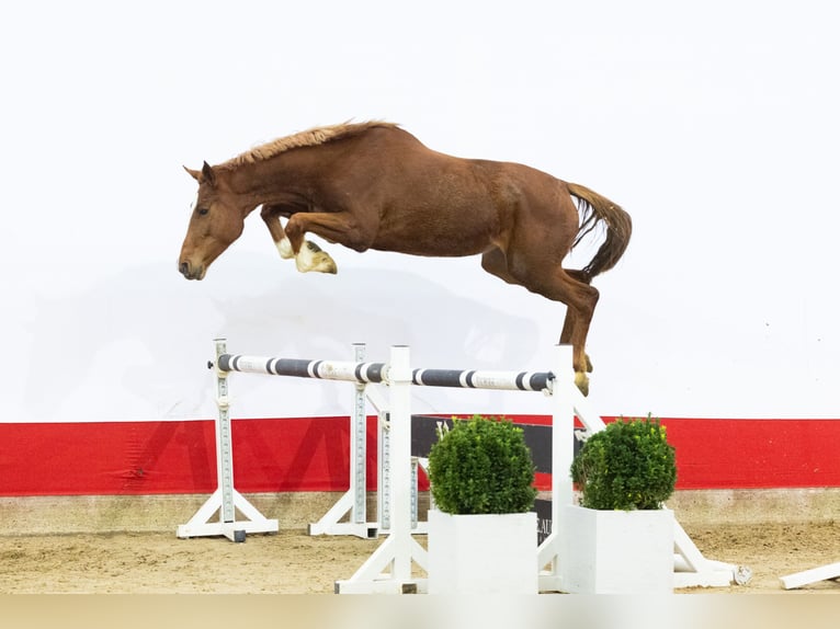 Zangersheide Klacz 3 lat 163 cm Kasztanowata in Waddinxveen