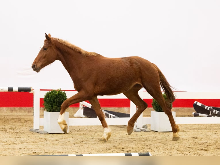 Zangersheide Klacz 3 lat 163 cm Kasztanowata in Waddinxveen
