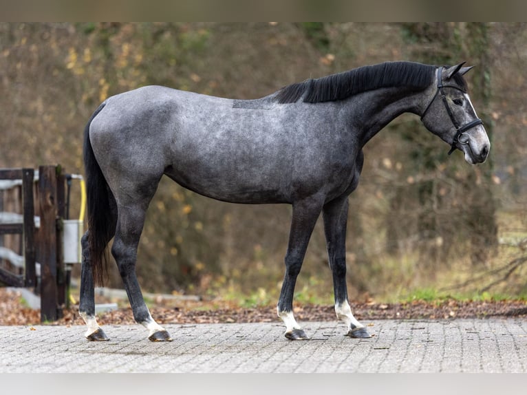 Zangersheide Klacz 3 lat 163 cm Siwa in GROTE-BROGEL
