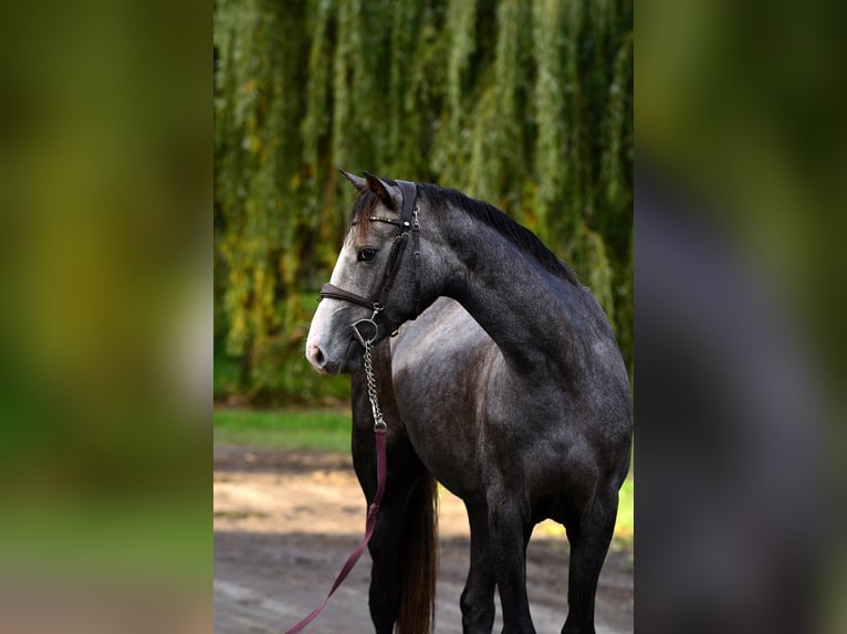 Zangersheide Klacz 3 lat 163 cm Siwa in Radziejów
