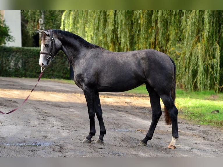 Zangersheide Klacz 3 lat 163 cm Siwa in Radziejów