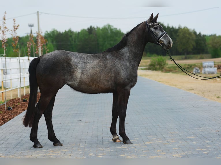 Zangersheide Klacz 3 lat 164 cm Siwa jabłkowita in PRZASNYSZ