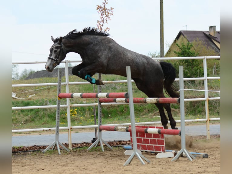 Zangersheide Klacz 3 lat 164 cm Siwa jabłkowita in PRZASNYSZ