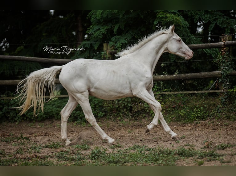 Zangersheide Klacz 3 lat 165 cm Cremello in Beaumont pied-de-boeuf