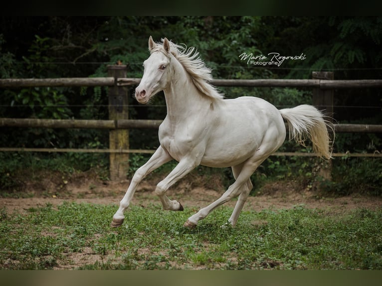 Zangersheide Klacz 3 lat 165 cm Cremello in Beaumont pied-de-boeuf