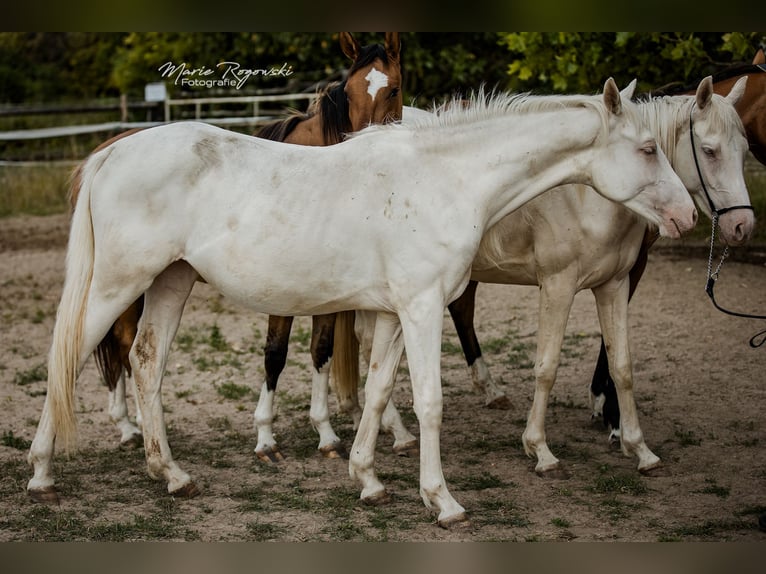 Zangersheide Klacz 3 lat 165 cm Cremello in Beaumont pied-de-boeuf