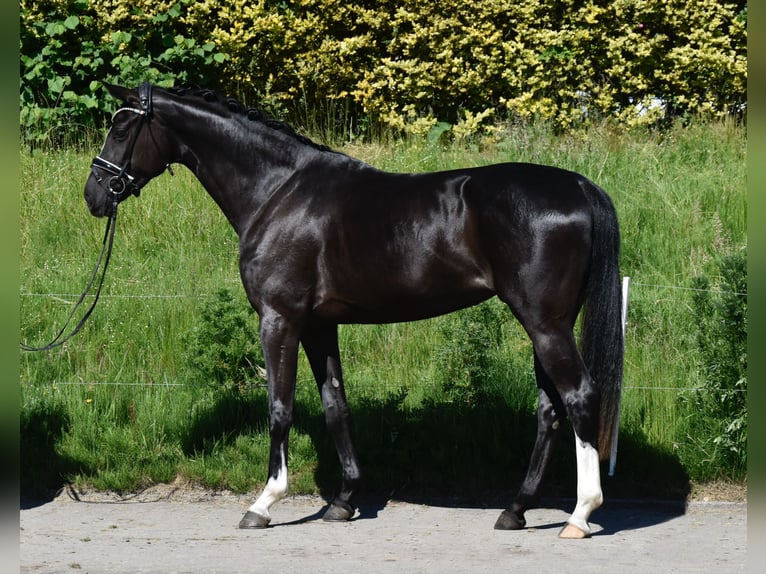Zangersheide Klacz 3 lat 167 cm Kara in Fürstenau