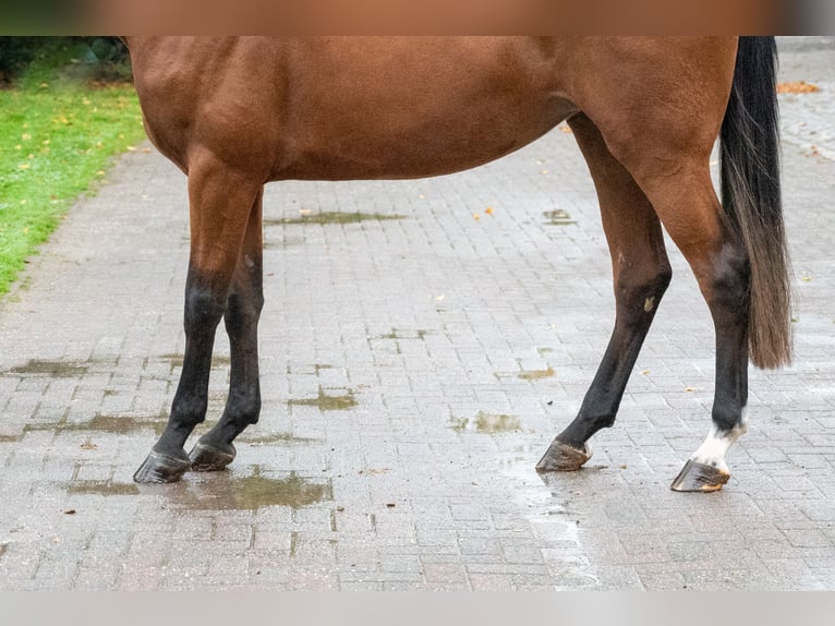 Zangersheide Klacz 3 lat 168 cm Gniada in Kaulille