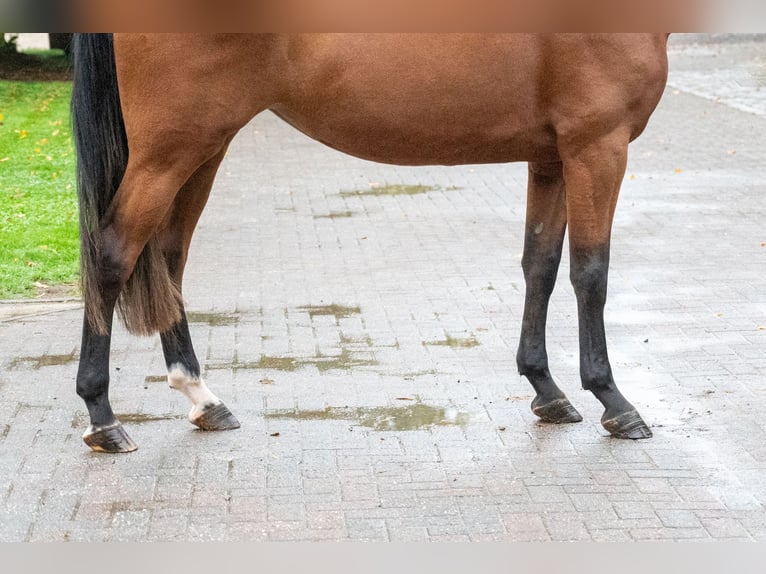 Zangersheide Klacz 3 lat 168 cm Gniada in Kaulille