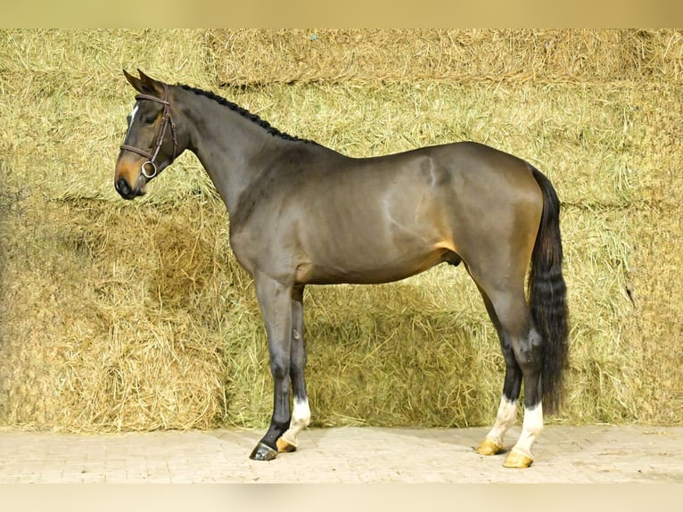 Zangersheide Klacz 3 lat 169 cm Gniada in Bladel