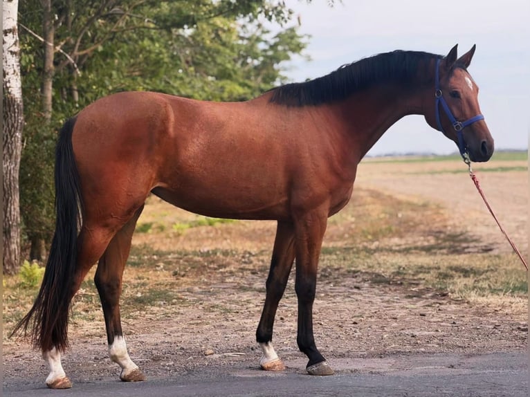 Zangersheide Klacz 3 lat 169 cm Gniada in Csabacsűd