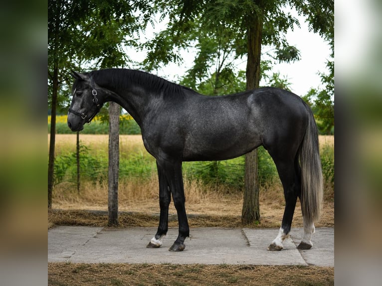 Zangersheide Klacz 3 lat 169 cm Siwa in Csabacsüd