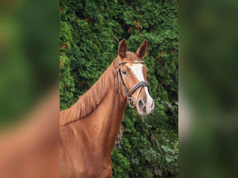 Zangersheide Klacz 3 lat 170 cm Kasztanowata in Kurtscheid