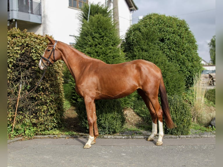 Zangersheide Klacz 3 lat 170 cm Kasztanowata in Kurtscheid