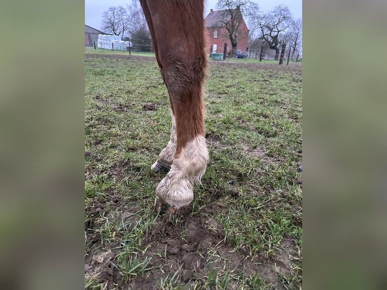 Zangersheide Klacz 3 lat Kasztanowata in Neerglabbeek