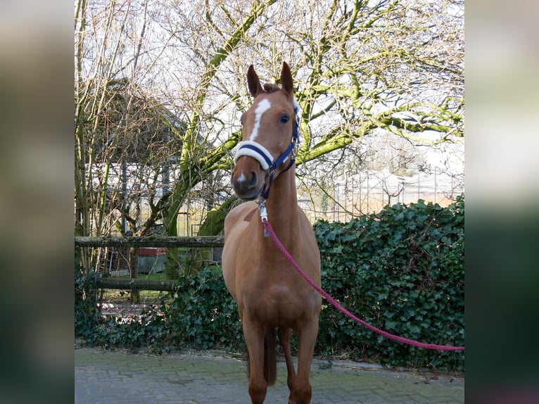 Zangersheide Klacz 4 lat 153 cm Kasztanowata in Dorsten