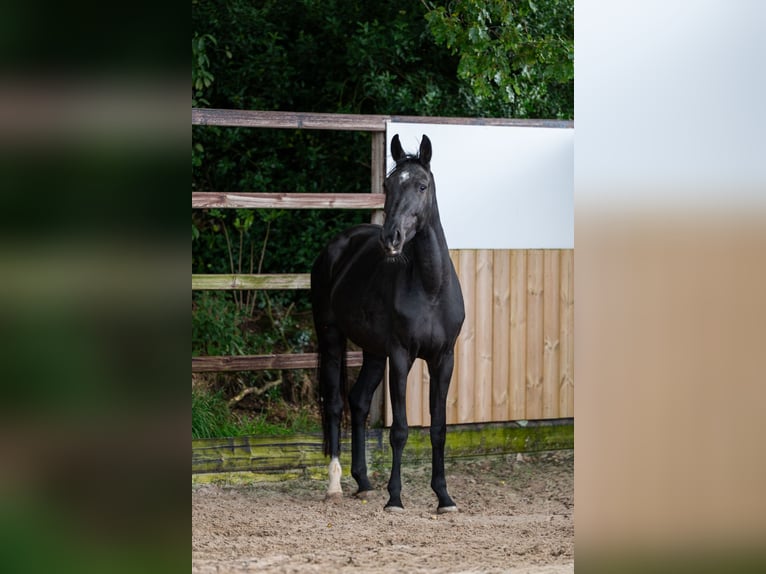 Zangersheide Klacz 4 lat 155 cm Kara in GROTE-BROGEL