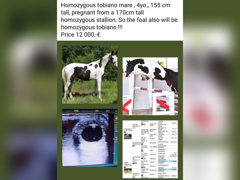 Zangersheide Klacz 4 lat 156 cm Srokata in M&#xFC;cheln