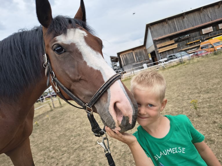 Zangersheide Klacz 4 lat 160 cm Gniada in Schechingen